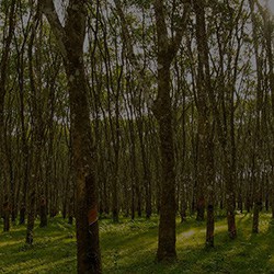 Sustainability