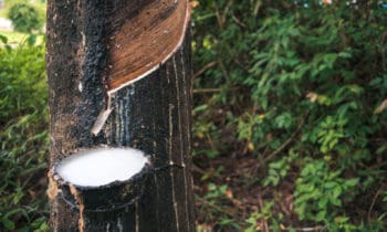 Natural Rubber Latex