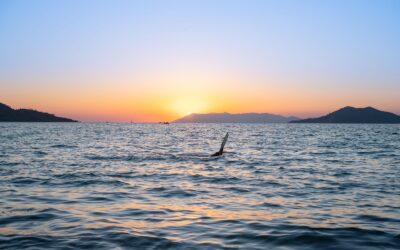 How KEP Makes Spearfishing Sustainable