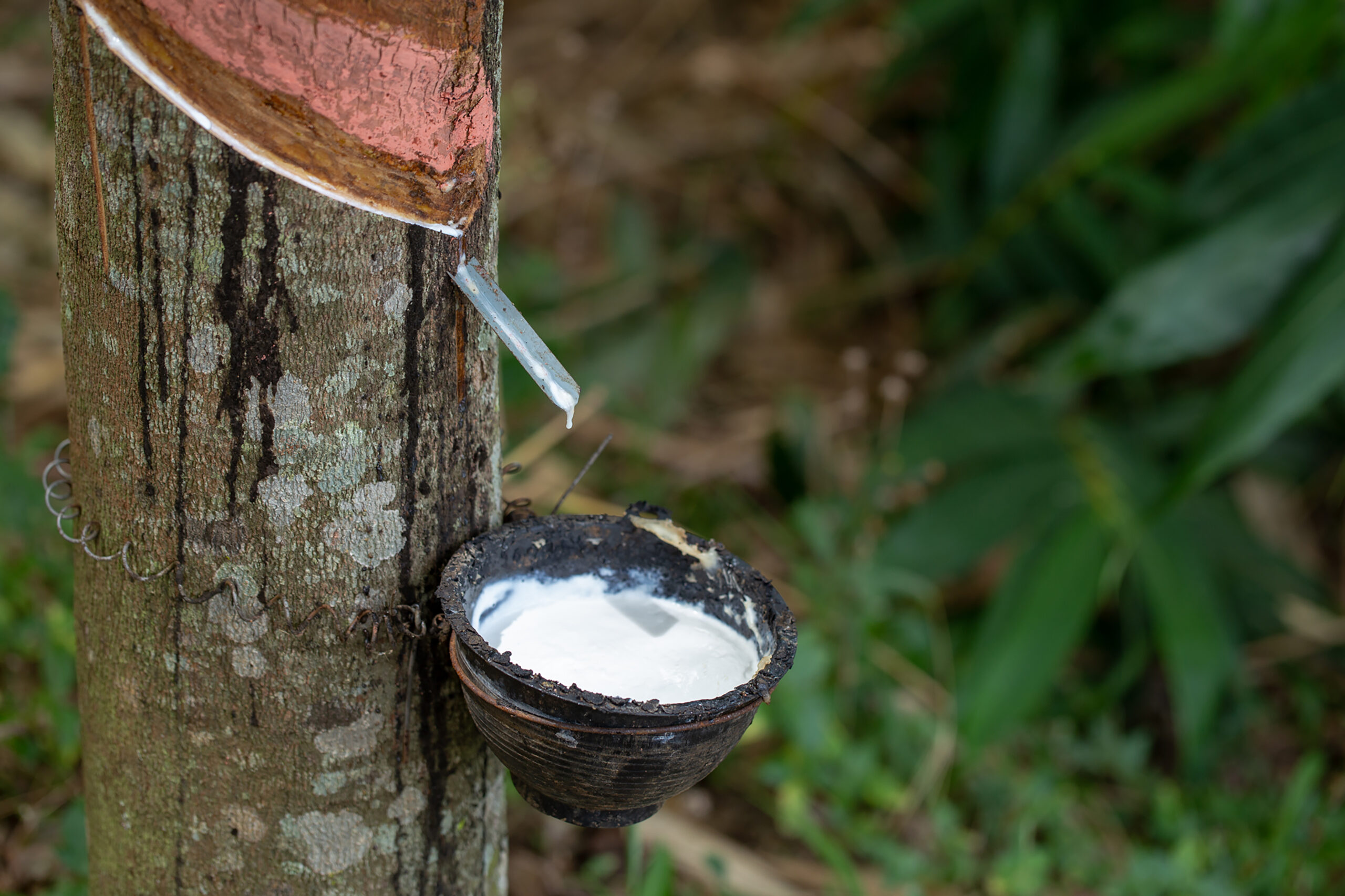 latex extracted from rubber trees is an important raw material in many types of manufacturing industries. Rubber latex is a natural raw material that has not been processed through various processes.